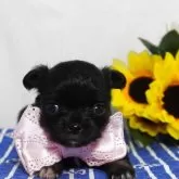 チワワ(ロング)