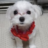 マルチーズ