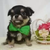 チワワ(ロング)