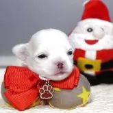 チワワ(ロング)