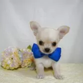 チワワ(ロング)