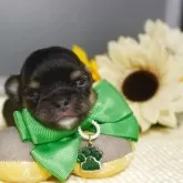 チワワ(ロング)