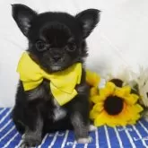 チワワ(ロング)