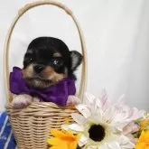 チワワ(ロング)
