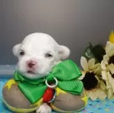 マルチーズ