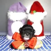 チワワ(ロング)【静岡県・女の子・2025年11月25日・ブラック&ホワイト(タンが出たら変わります)】の写真4