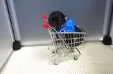 チワワ(ロング)【静岡県・男の子・2025年6月18日・ブラックタン&クリーム】の写真13「10㌢カートにin🛒💙」