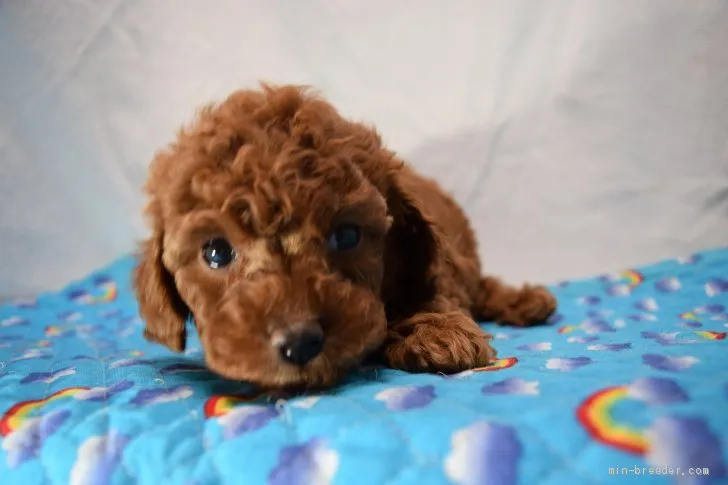 ID：1904-00401の子犬