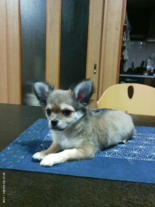 ID：1603-01452の子犬