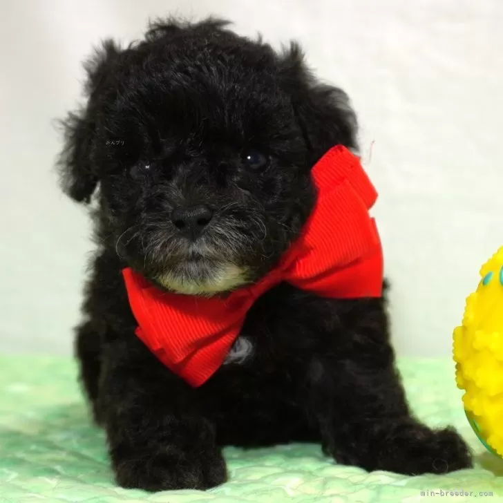 ID：2409-01458の子犬