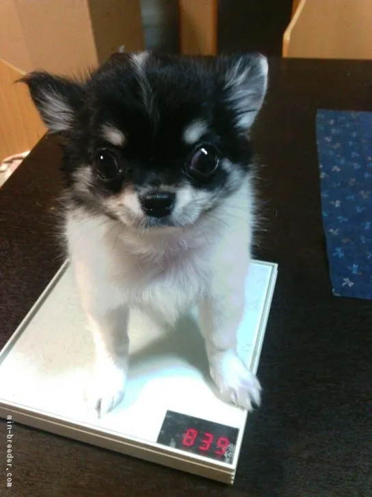 ID:1603-01455の子犬