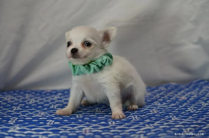 ID：2008-00824の子犬