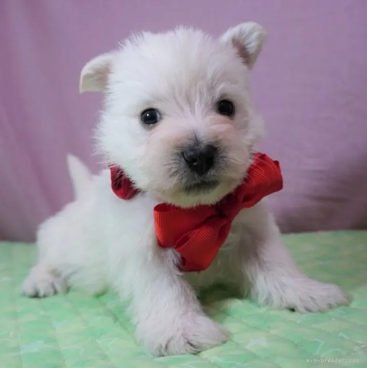 テンまま 様のお迎えした子犬