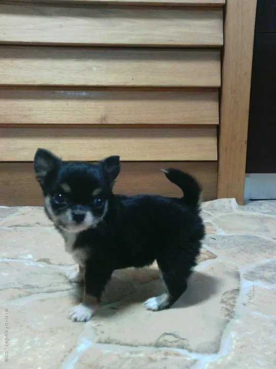 ID：1604-00309の子犬