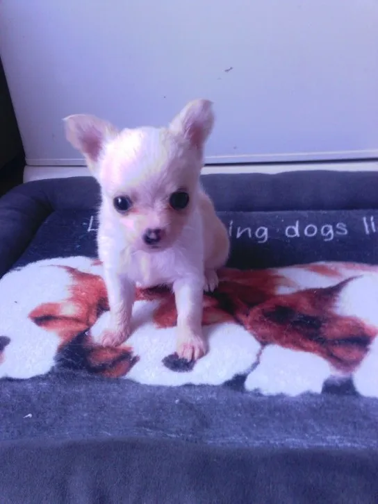 ID:1605-00849の子犬