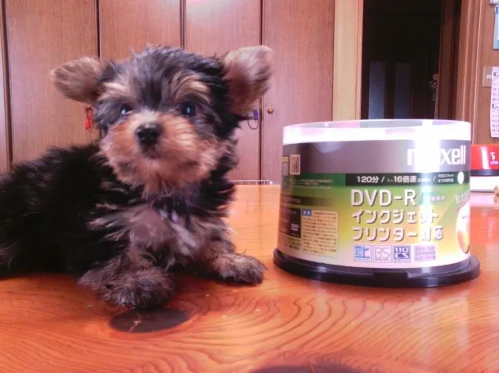 ID：1607-01747の子犬