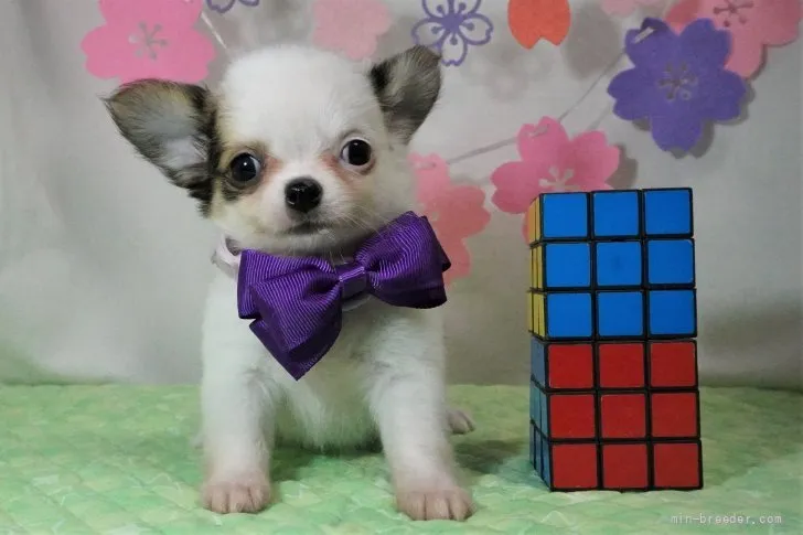 ID：2202-03721の子犬