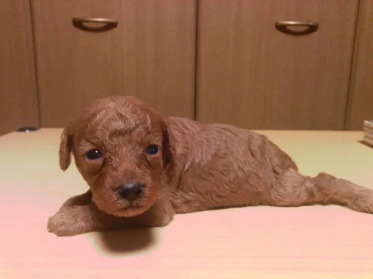 ID：1607-02065の子犬