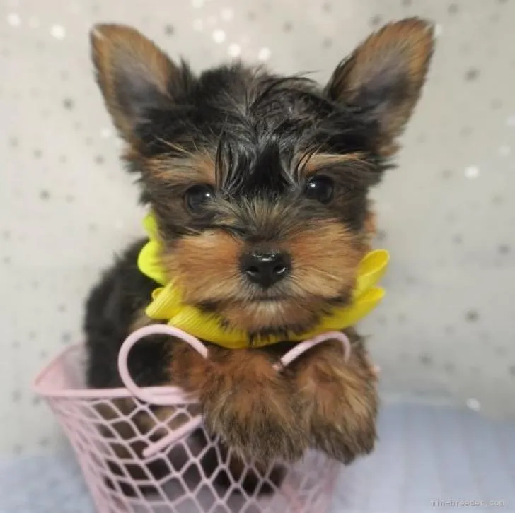 ID:2209-00171の子犬