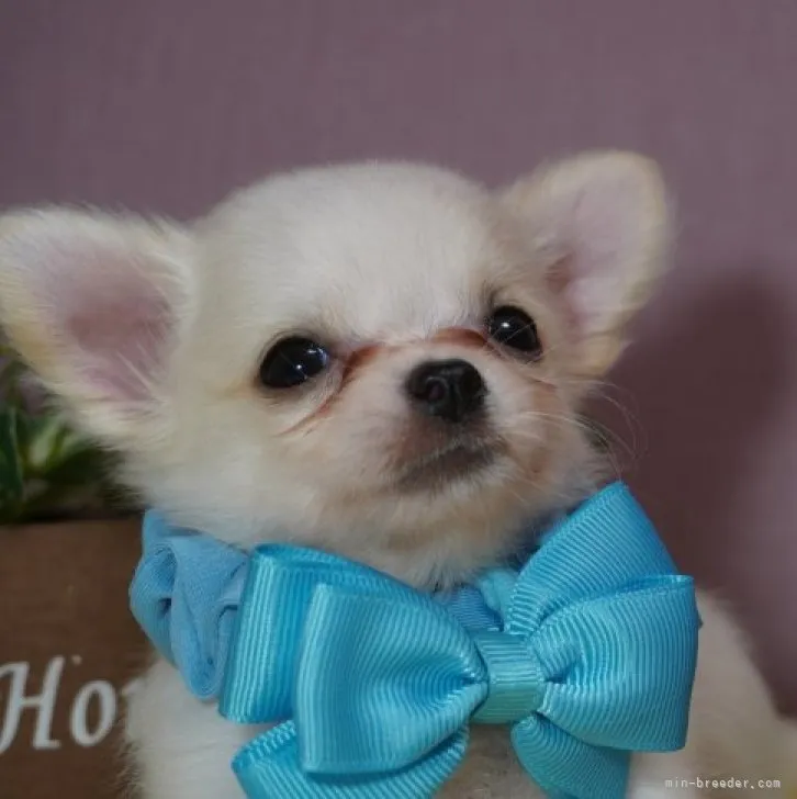 ID:2306-00436の子犬