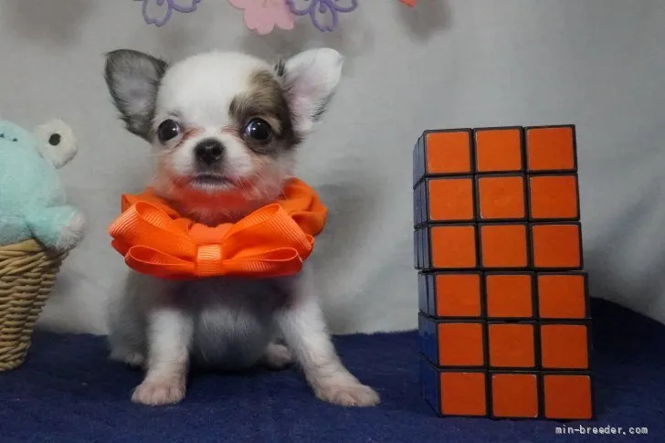 ID：2202-03725の子犬