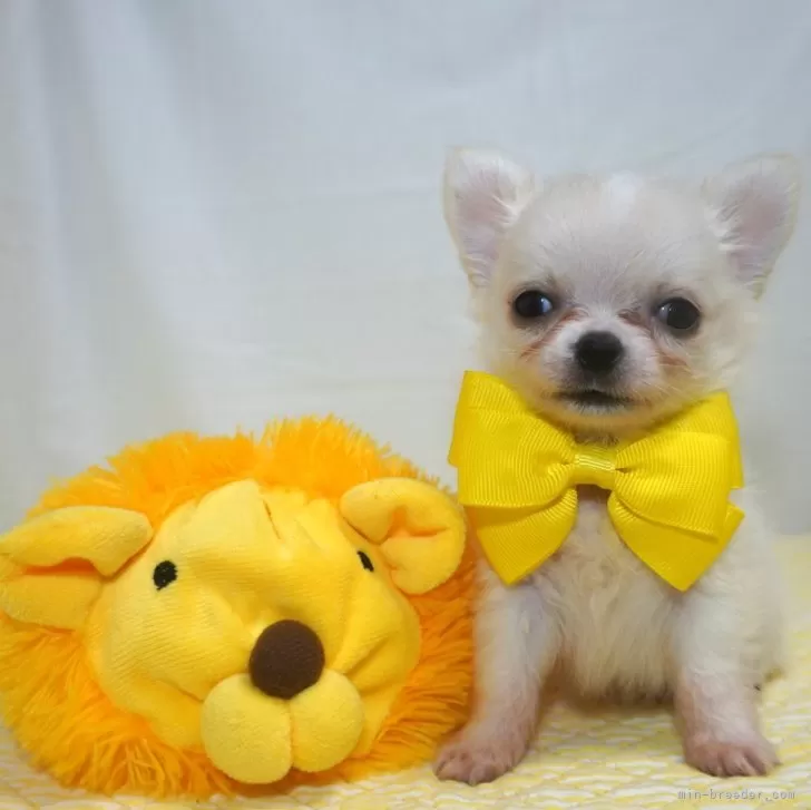 ID：2403-05035の子犬