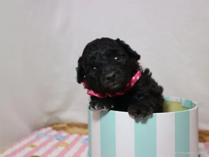 ID：2104-02244の子犬