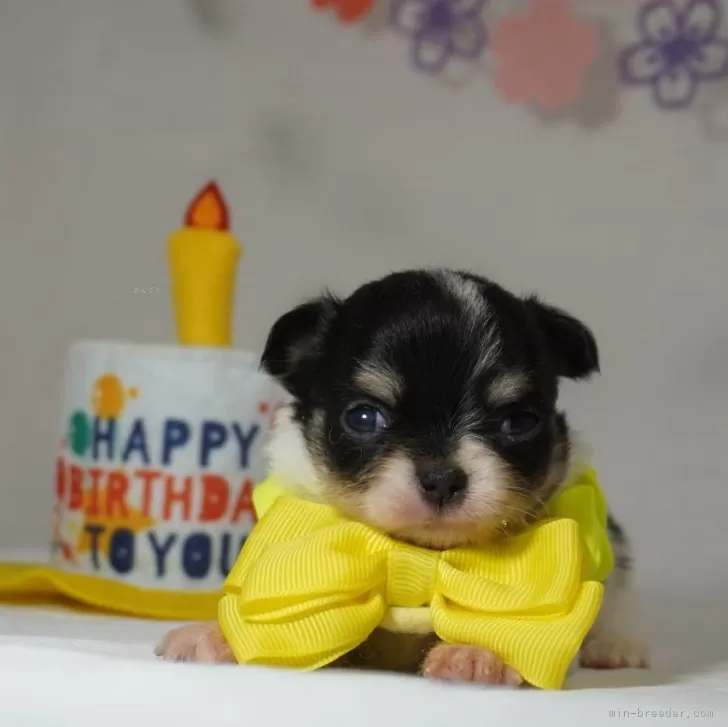 ID：2403-03732の子犬