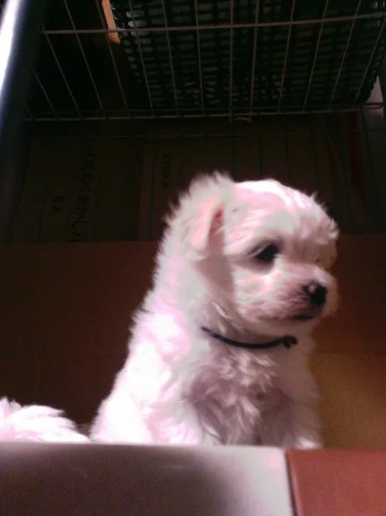 ID：1605-01314の子犬