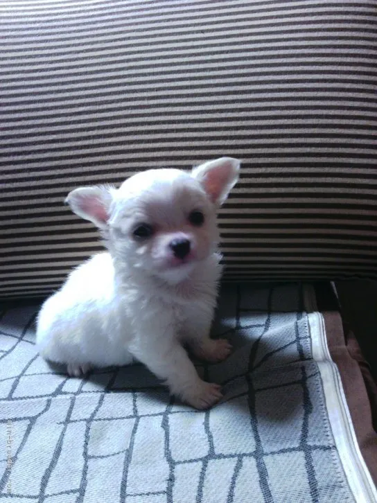 ID:1604-00663の子犬