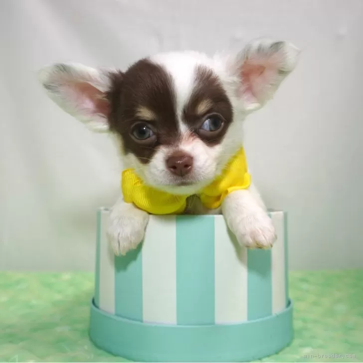 ID：2403-03802の子犬