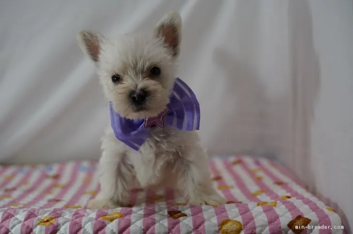 ID:2004-01994の子犬