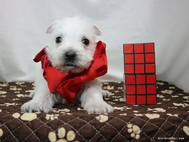 もふもふ 様のお迎えした子犬