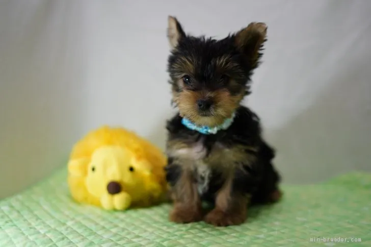 ID：1912-02933の子犬