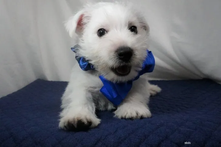 ID：2204-03049の子犬