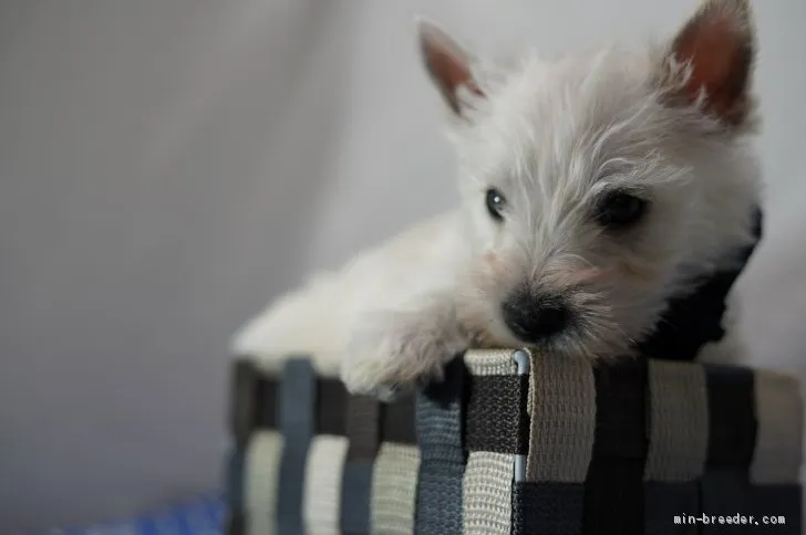 ID：2101-02089の子犬