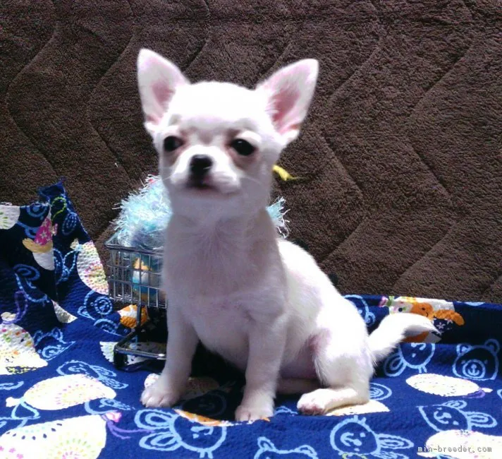 ID：1610-00340の子犬
