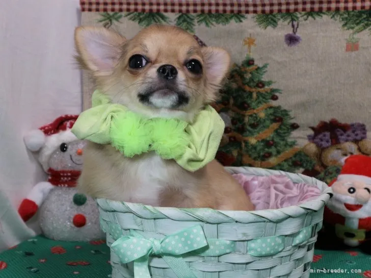 ID：2109-00209の子犬