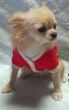 チワワ(ロング)【静岡県・女の子・2016年3月22日・クリーム&ホワイトの小振りチャン】の写真「Sがブカブカのチビ姫です!無駄吠え無しのお利口さん」