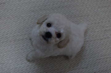 トイプードル(タイニー)【静岡県・女の子・2018年5月30日・ホワイト】の写真「兄妹の中で唯一パパ似のホワイトちゃん」