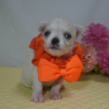 チワワ(ロング)【静岡県・女の子・2024年3月1日・クリーム&ホワイト】の写真「兄妹の中では1番大きな蜜柑ちゃん🧡」