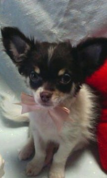 チワワ(ロング)【静岡県・男の子・2016年9月20日・チョコ&ホワイト】の写真「散歩デビューok，訳あり価格の超特価の男の子」