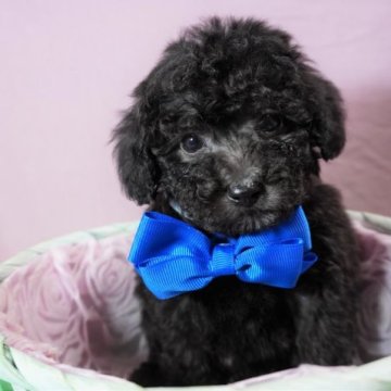 トイプードル(タイニー)【静岡県・男の子・2023年1月18日・ブラック⇒シルバー?】の写真「コロコロの男の子💙」