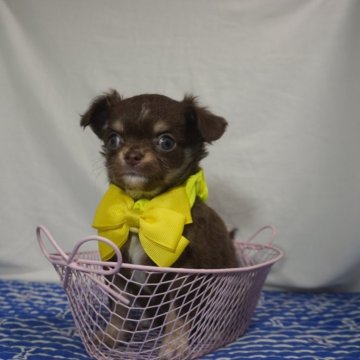 チワワ(ロング)【静岡県・女の子・2024年1月8日・チョコタン&クリーム】の写真「kawaiiこぶりな女の子長女の黄色ちゃん💛」