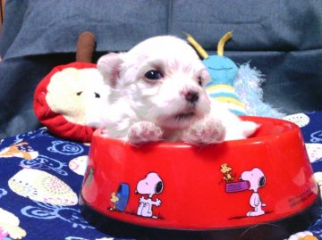 マルチーズ【静岡県・男の子・2016年10月19日・ホワイト】の写真「可愛い男の子、当犬舎からXmasプレゼント価格です」