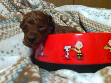 トイプードル(タイニー)【静岡県・男の子・2016年12月3日・レッド】の写真「Xmas価格のブルー君」