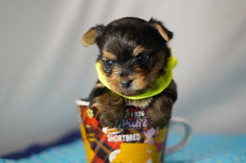 ヨークシャーテリア【静岡県・女の子・2020年12月9日・スチールタンブルー】の写真「コロコロの女の子❤レモンちゃん🍋」