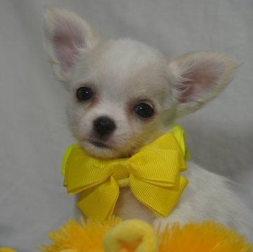 チワワ(ロング)【静岡県・女の子・2024年1月2日・ホワイト&クリーム】の写真「kawaii女の子💛」