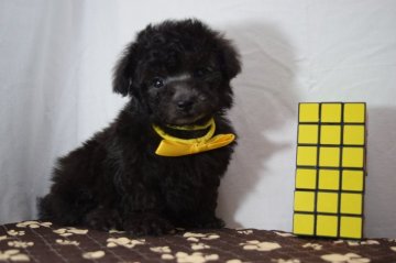 トイプードル(タイニー)【静岡県・男の子・2019年7月22日・ブラック⇒シルバー】の写真「チビチビ予想の訳ありベビー特売❤」