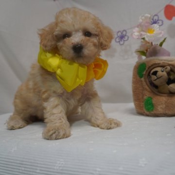 トイプードル(タイニー)【静岡県・男の子・2024年1月30日・アプリコット→クリーム】の写真「カラー変化が楽しみな長男黄色君💛」